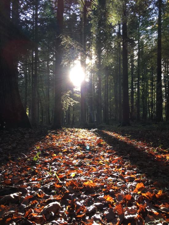 La forêt d'Eu